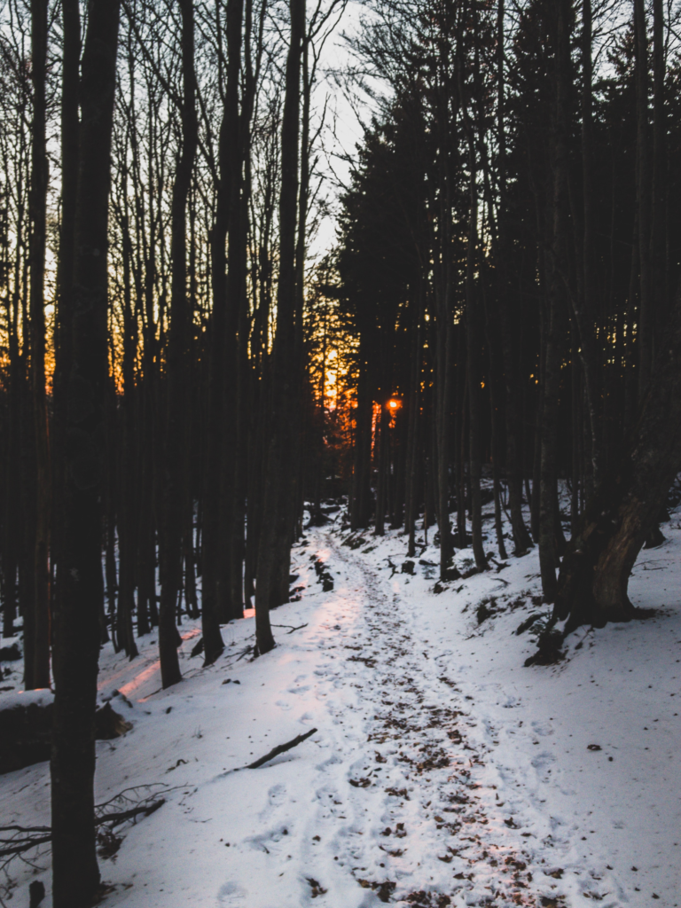 snowy hiking train in the woods